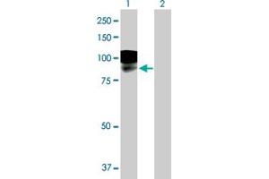 Western Blot analysis of LRFN1 expression in transfected 293T cell line by LRFN1 MaxPab polyclonal antibody.