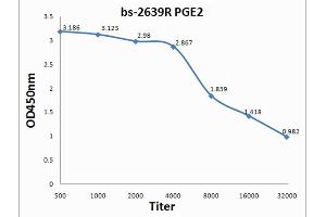 PGE2 Antikörper  (AA 281-384)