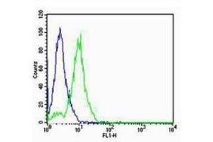 F9 cells probed with Rabbit Anti-SP-C Polyclonal Antibody  Alexa Fluor 488 Conjugated Secondary Antibody. (FOXA2 Antikörper  (AA 201-300))