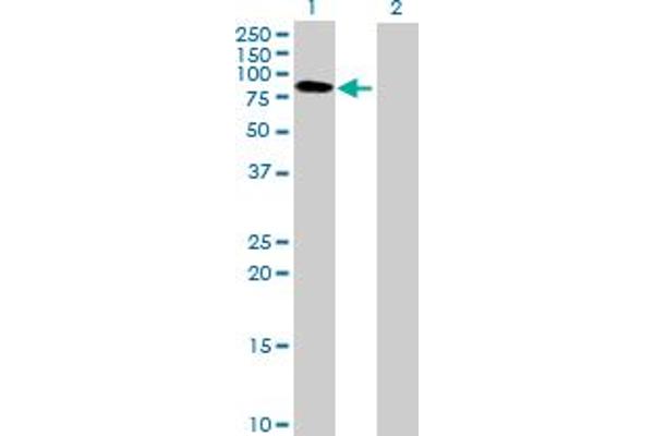 BTN3A3 antibody  (AA 1-584)