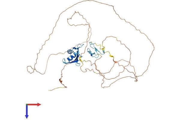 FUS Protein (AA 1-518) (His tag)