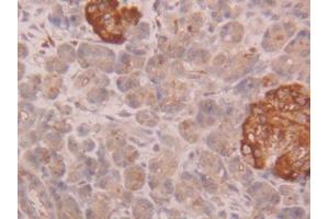 IHC-P analysis of Human Pancreas Tissue, with DAB staining. (CUZD1 Antikörper  (AA 218-479))