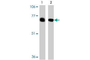 Western blot analysis of BACE2 expression in human (lane 1) and mouse (lane 2) heart tissue in BACE2 polyclonal antibody. (BACE2 Antikörper  (AA 44-59))