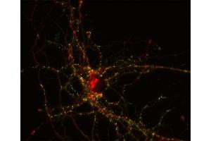 Indirect immunostaining of PFA fixed rat hippocampus neurons with anti-Nedd 4-2 (dilution 1 : 100; red) and mouse anti-synapsin 1 (, dilution 1 : 500; green). (NEDD4-2 Antikörper  (AA 256-414))