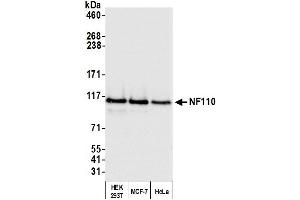 anti-Interleukin enhancer-binding factor 3 (ILF3) (AA 456-506) antibody