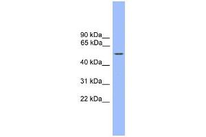 WB Suggested Anti-ZBTB8 Antibody Titration:  0. (ZBTB8A Antikörper  (C-Term))