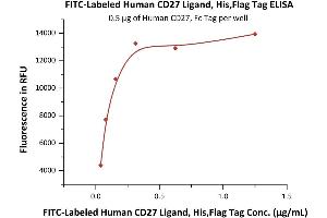 Immobilized Human CD27, Fc Tag (ABIN2180735,ABIN2180734) at 5 μg/mL (100 μL/well) can bind Fed Human CD27 Ligand, His,Flag Tag (ABIN6972978) with a linear range of 0. (CD70 Protein (AA 52-193) (His tag,DYKDDDDK Tag,FITC))