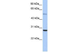 WB Suggested Anti-MXD1 Antibody Titration:  0.
