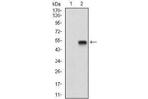 Western Blotting (WB) image for anti-BPI Fold Containing Family A, Member 2 (BPIFA2) (AA 16-169) antibody (ABIN1724943)