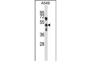 Western blot analysis in A549 cell line lysates (35ug/lane). (S1PR5 Antikörper  (AA 219-247))