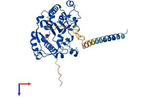 GLT8D1 Protein (AA 1-371) (His tag)