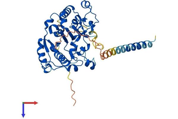 GLT8D1 Protein (AA 1-371) (His tag)