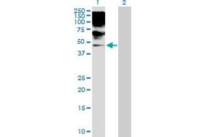Western Blot analysis of RRAGB expression in transfected 293T cell line by RRAGB MaxPab polyclonal antibody. (RRAGB Antikörper  (AA 1-374))