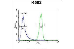 Flow cytometric analysis of K562 cells (right histogram) compared to a negative control cell (left histogram). (ATP8A2 Antikörper  (N-Term))