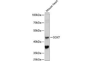 Western blot analysis of extracts of mouse heart, using SOX7 antibody (ABIN7270576) at 1:1000 dilution. (SOX7 Antikörper  (AA 250-350))