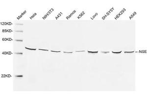Western blot analysis of cell lysates using 1 µg/mL Rabbit Anti-NSE Polyclonal Antibody (ABIN398879) The signal was developed with IRDyeTM 800 Conjugated Goat Anti-Rabbit IgG.