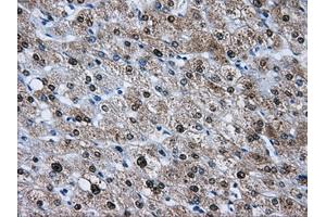 Immunohistochemical staining of paraffin-embedded pancreas tissue using anti-HDAC10mouse monoclonal antibody. (HDAC10 Antikörper)
