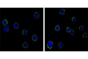 Immunofluorescence analysis of HL-60(left) and K562 (right) cells using CD19 mouse mAb (green). (CD19 Antikörper)