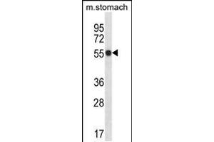 Western blot analysis in mouse stomach tissue lysates (35ug/lane). (PHKG1 Antikörper  (C-Term))