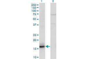 Western Blot analysis of AGR2 expression in transfected 293T cell line by AGR2 monoclonal antibody (M05), clone 1C9. (AGR2 Antikörper  (AA 1-175))