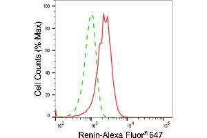 anti-Renin (REN) antibody