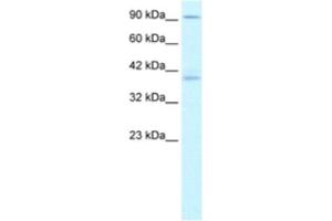 Western Blotting (WB) image for anti-Kinesin Family Member C2 (KIFC2) antibody (ABIN2460844)
