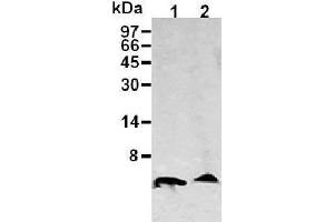 Western Blotting (WB) image for anti-Amyloid beta (Abeta) (AA 1-16), (N-Term) antibody (ABIN1105360) (beta Amyloid Antikörper  (N-Term))