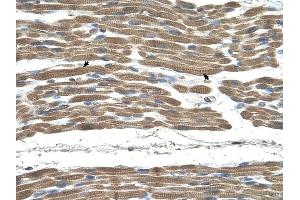 STIP1 antibody was used for immunohistochemistry at a concentration of 4-8 ug/ml to stain Skeletal muscle cells (arrows) in Human Muscle. (STIP1 Antikörper)