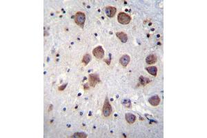 PDE1B Antibody immunohistochemistry analysis in formalin fixed and paraffin embedded human brain tissue followed by peroxidase conjugation of the secondary antibody and DAB staining. (PDE1B Antikörper  (C-Term))