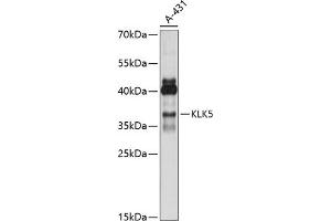 Western blot analysis of extracts of A-431 cells, using KLK5 antibody (ABIN7268064) at 1:1000 dilution. (Kallikrein 5 Antikörper  (C-Term))