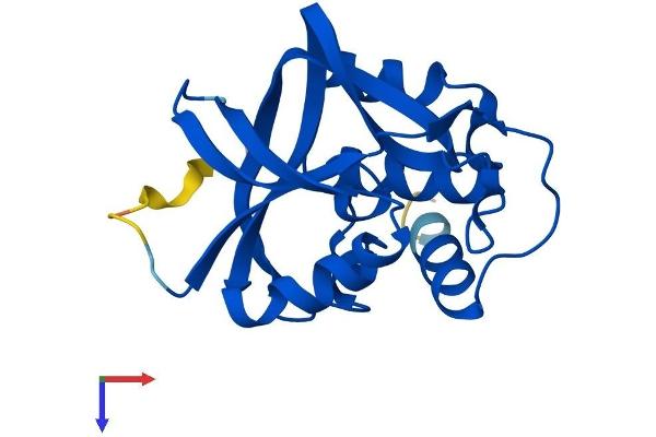 GGCT Protein (AA 1-188) (His tag)