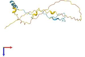 SNRNP27 Protein (AA 1-155) (His tag)