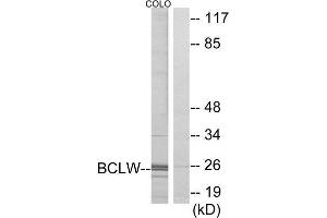 Western Blotting (WB) image for anti-BCL2-Like 2 (BCL2L2) (C-Term) antibody (ABIN1850415) (BCL2L2 Antikörper  (C-Term))