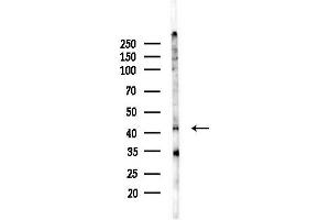 anti-NDE1 (NDE1) (N-Term) antibody