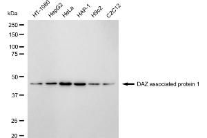 Western blotting analysis using DAZ associated protein 1 antibody (ABIN7798276). (Rekombinanter DAZAP1 Antikörper)