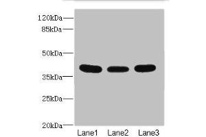Western blot All lanes: CD1C antibody at 3. (CD1c Antikörper  (AA 18-300))