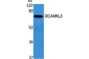 Western Blotting (WB) image for anti-Doublecortin-Like Kinase 3 (DCLK3) (Internal Region) antibody (ABIN3184261) (DCLK3 Antikörper  (Internal Region))