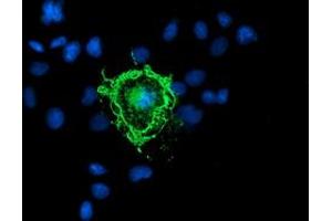 Anti-PDE1B mouse monoclonal antibody (ABIN2454884) immunofluorescent staining of COS7 cells transiently transfected by pCMV6-ENTRY PDE1B (RC206588). (PDE1B Antikörper)
