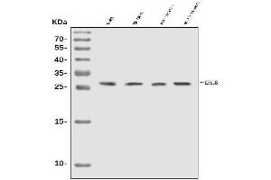 Western blot analysis of Uroplakin Ib/UPIb using anti-Uroplakin Ib/UPIb antibody (ABIN7599675).
