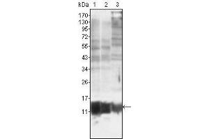 Western Blot showing S100A10/P11 antibody used against MCF-7 (1), HepG2 (2) and Hela (3).