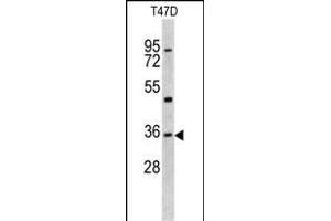 Western blot analysis of KLF6 antibody (N-term) (ABIN390516 and ABIN2840869) in T47D cell line lysates (35 μg/lane).