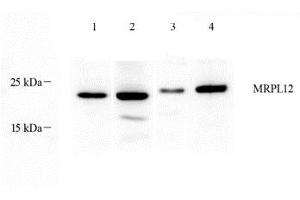 Western blot analysis of MRPL12 (ABIN7074638) at dilution of 1: 1000,Lane 1: Mouse stomach tissue lysate,Lane 2: Mouse colon tissue lysate,Lane 3: Rat breast tissue lysate,Lane 4: Rat stomach tissue lysate (MRPL12 Antikörper)