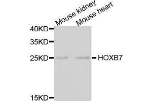 Western blot analysis of extracts of mouse kidney and mouse heart using HOXB7 antibody.