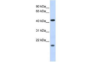 ING3 antibody used at 1 ug/ml to detect target protein.