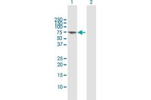 Western Blot analysis of FANCG expression in transfected 293T cell line by FANCG MaxPab polyclonal antibody. (FANCG Antikörper  (AA 1-622))