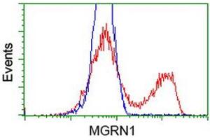HEK293T cells transfected with either RC208284 overexpress plasmid (Red) or empty vector control plasmid (Blue) were immunostained by anti-MGRN1 antibody (ABIN2454427), and then analyzed by flow cytometry. (Mahogunin RING Finger Protein 1 Antikörper)