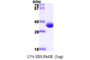 SDS-PAGE (SDS) image for Phenazine Biosynthesis-Like Protein Domain Containing 1 (PBLD1) (AA 1-288) protein (His tag) (ABIN667271)