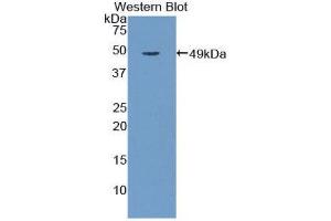 Western Blotting (WB) image for anti-Galactose 3-O-Sulfotransferase 1 (GAL3ST1) (AA 57-196) antibody (ABIN1858951) (GAL3ST1 Antikörper  (AA 57-196))