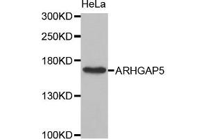 Western Blotting (WB) image for anti-rho GTPase Activating Protein 5 (ARHGAP5) antibody (ABIN1871080) (ARHGAP5 Antikörper)