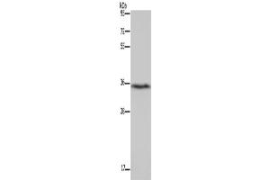 Western Blotting (WB) image for anti-Dimethylarginine Dimethylaminohydrolase 1 (DDAH1) antibody (ABIN2434192)